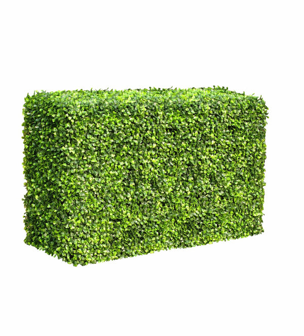 Boxwood Hedge