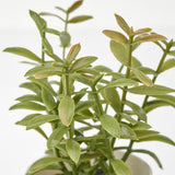3 Pack of Artificial Herb Potted Plants in White Plastic 5cm Pot Interior Decoration